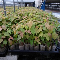 無紡織育苗袋與營養(yǎng)育苗袋的生產技術及機械設備概述