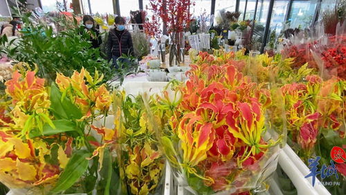 年花市場紅紅火火 本地品種與網(wǎng)紅產(chǎn)品引領(lǐng)新風(fēng)尚，辦公用品煥發(fā)新春氣息