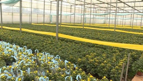 辛巴助力硯山花卉產業(yè)，機械設備賦能美麗經濟綻放